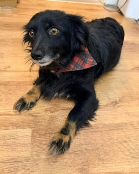 Lotta sucht ihr Für-immer-Zuhause