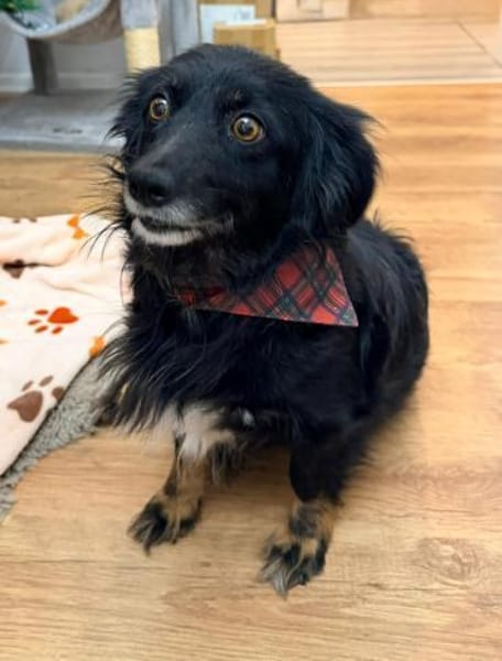 Lotta sucht ihr Für-immer-Zuhause