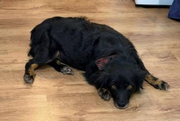 Lotta sucht ihr Für-immer-Zuhause