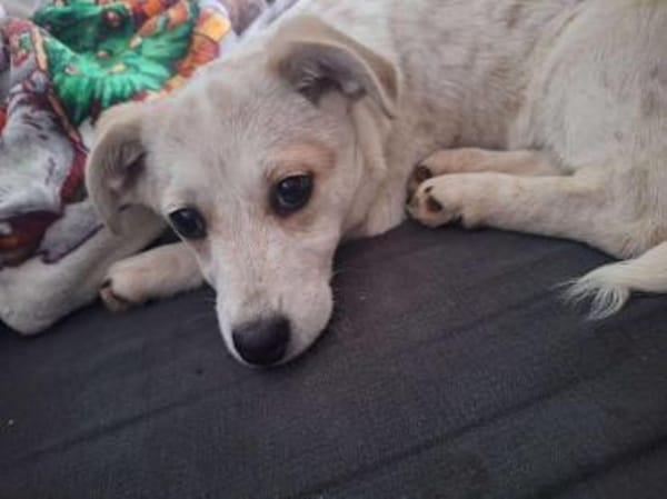 Daria sucht ihr kuscheliges Bettchen