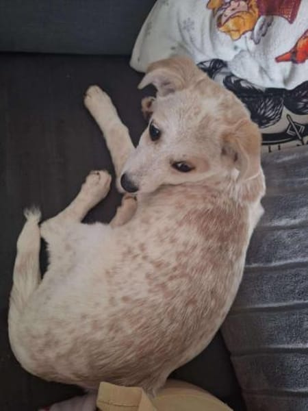 Daria sucht ihr kuscheliges Bettchen