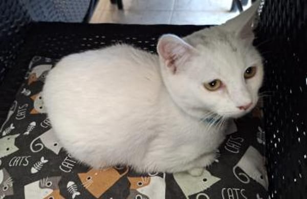 Nanouk und Karl suchen das Glück 💕