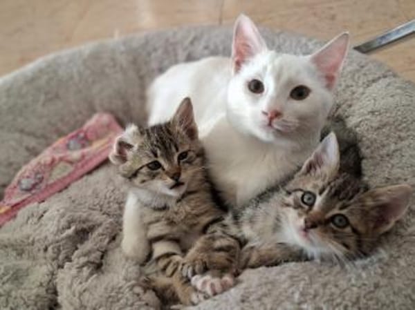 Nanouk und Karl suchen das Glück 💕