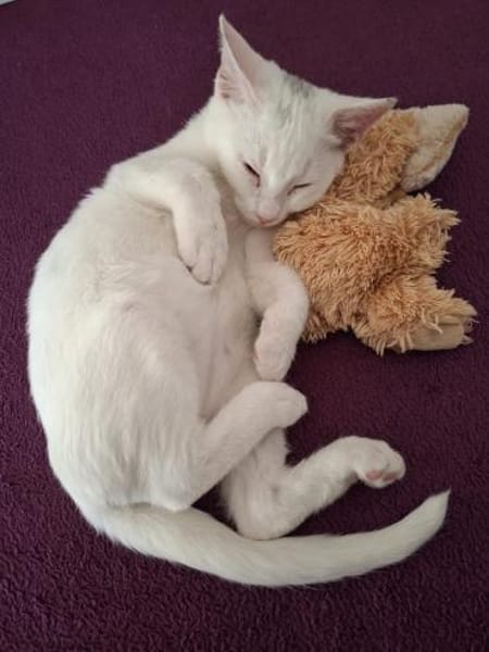 Nanouk und Karl suchen das Glück 💕