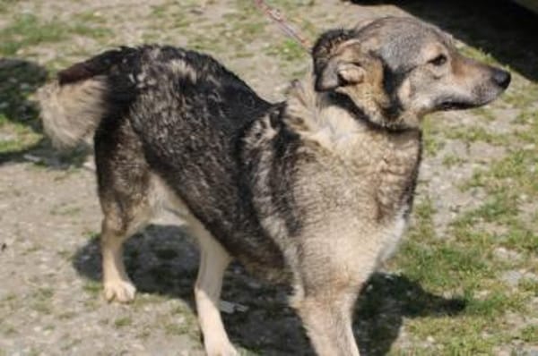 Kesha - kinderlieb u. unkompliziert