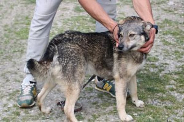 Kesha - kinderlieb u. unkompliziert