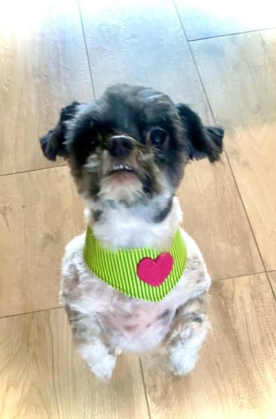 Rocky sucht ein Zuhause