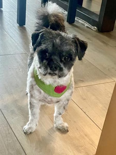 Rocky sucht ein Zuhause