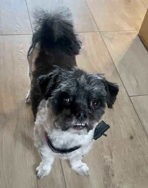 Rocky sucht ein Zuhause