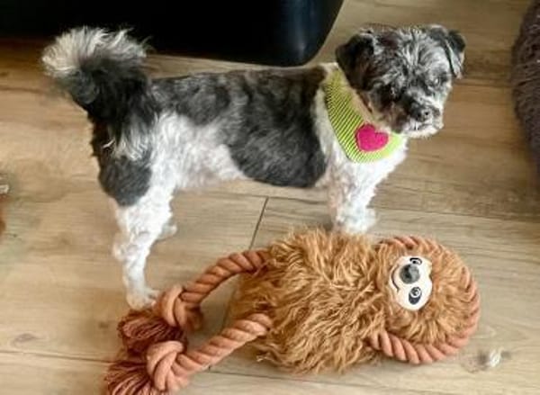 Rocky sucht ein Zuhause