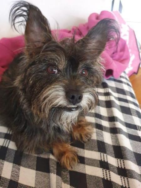 Freundliche Penny braucht einen Ersthund