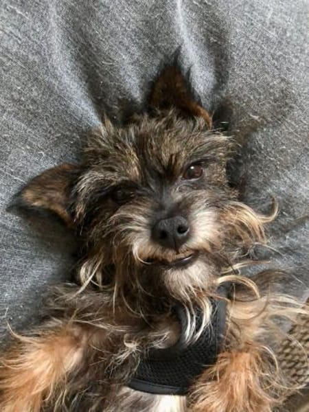 Freundliche Penny braucht einen Ersthund