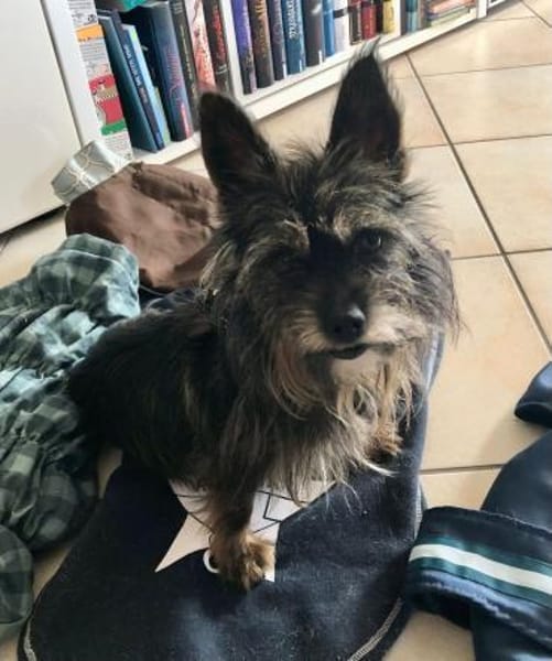 Freundliche Penny braucht einen Ersthund