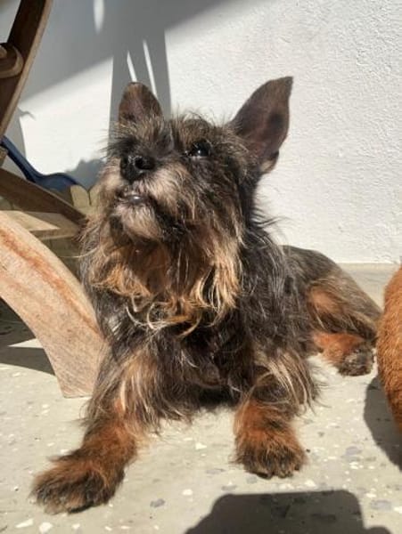 Freundliche Penny braucht einen Ersthund