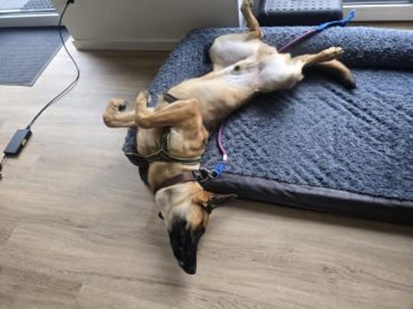 Fönis aktiver Mali Mix