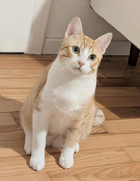 Blanco - niedlicher Kater sucht Zuhause