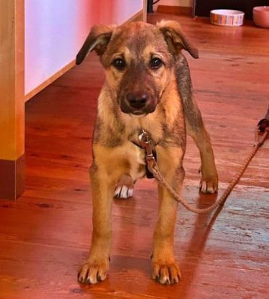 LIESCHEN - auf PS in Bayern!