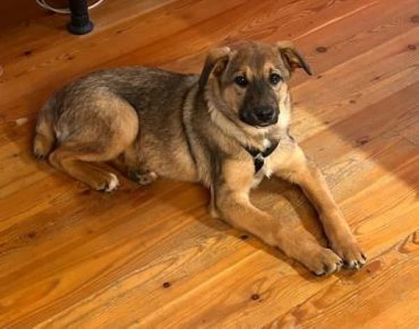 LIESCHEN - auf PS in Bayern!