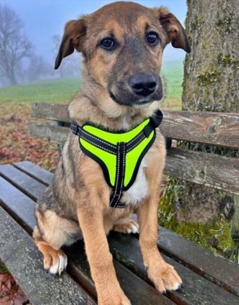 LIESCHEN - auf PS in Bayern!