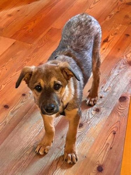 LIESCHEN - auf PS in Bayern!