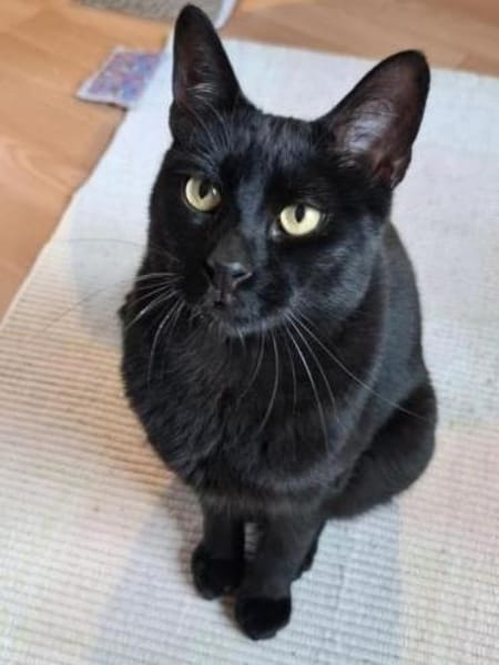 Buddy wäre ein prima Familienkater!