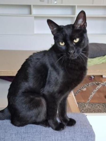 Buddy wäre ein prima Familienkater!