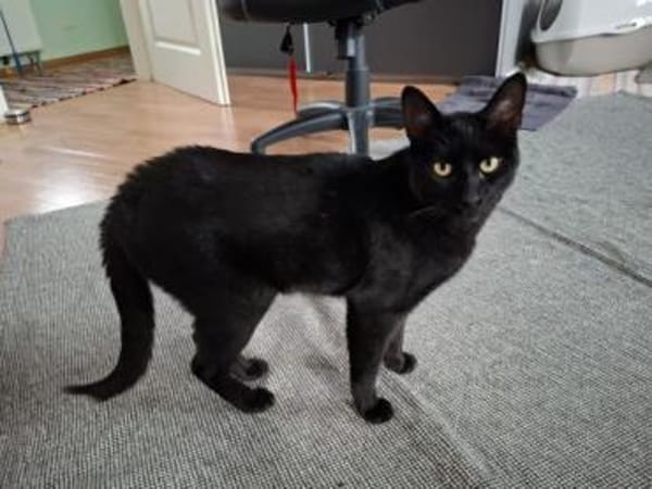 Buddy wäre ein prima Familienkater!