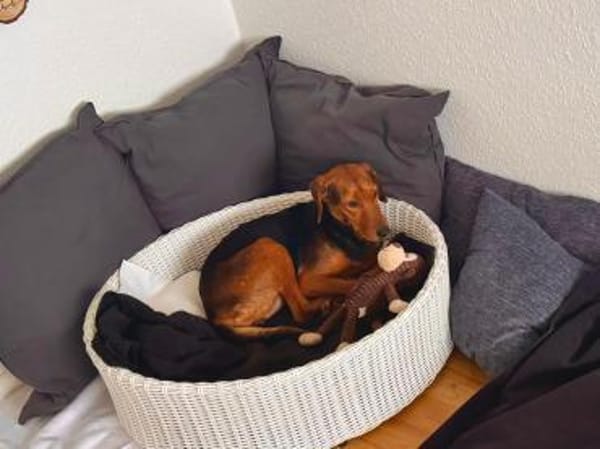 Holly eine leise Seele sucht ihr Zuhause