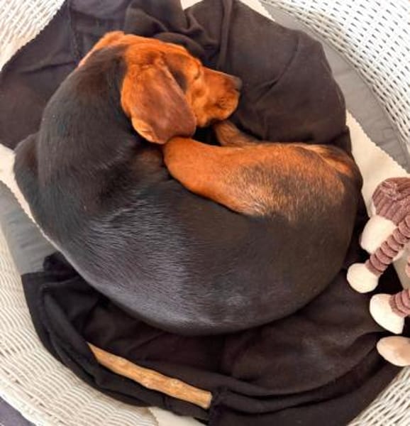 Holly eine leise Seele sucht ihr Zuhause