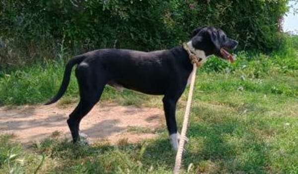 JECKI - sucht seinen Neuanfang