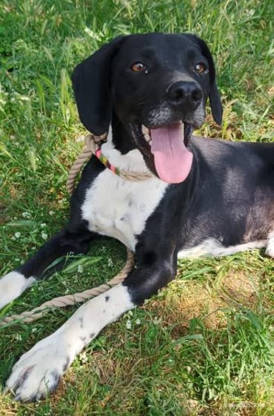 JECKI - sucht seinen Neuanfang