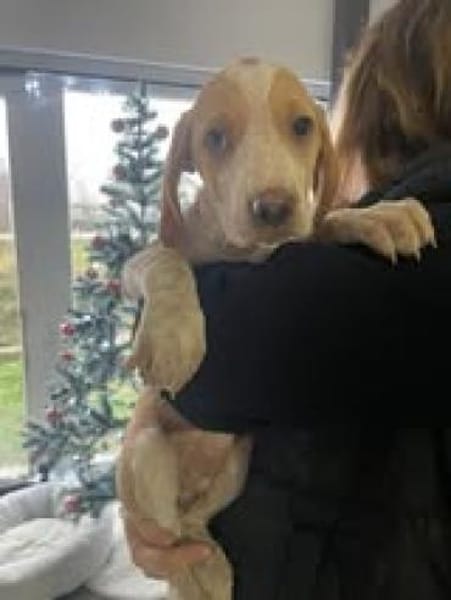 Lani sucht ihre Menschen🐾💗