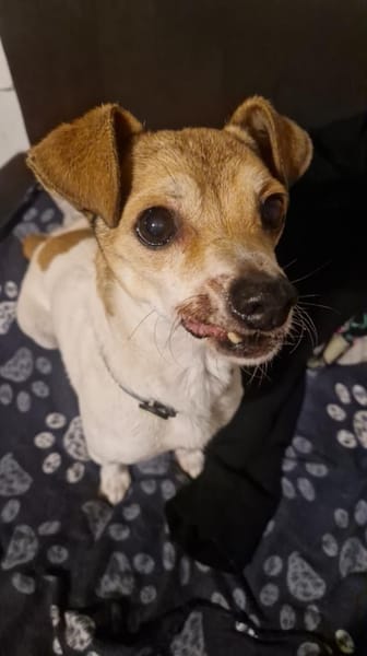 Gordi verlor sein Zuhause