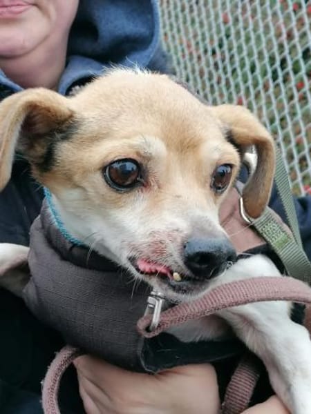 Gordi verlor sein Zuhause