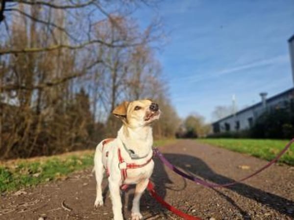 Gordi verlor sein Zuhause