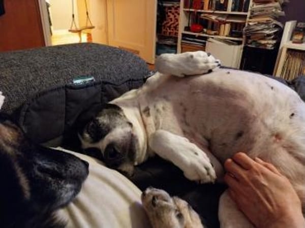 Biscuit wartet in München