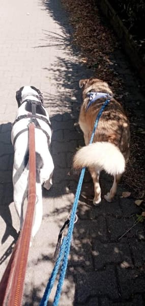Biscuit wartet in München