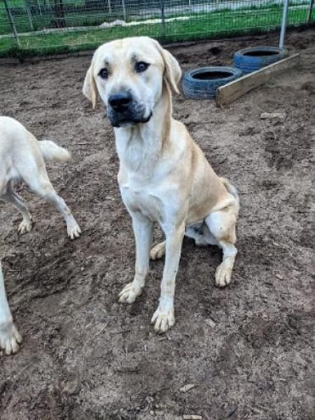 Loki, sanftmütiges Riesenbaby