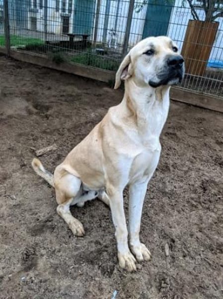 Loki, sanftmütiges Riesenbaby