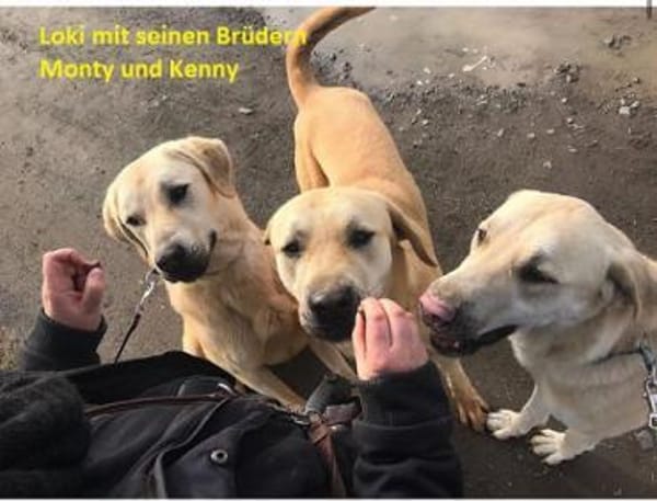 Loki, sanftmütiges Riesenbaby