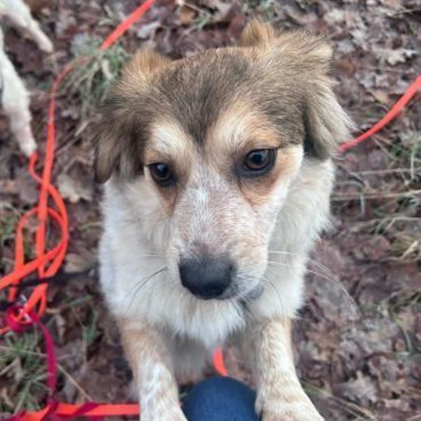 Mocca - freundlich, verträglich - in DE