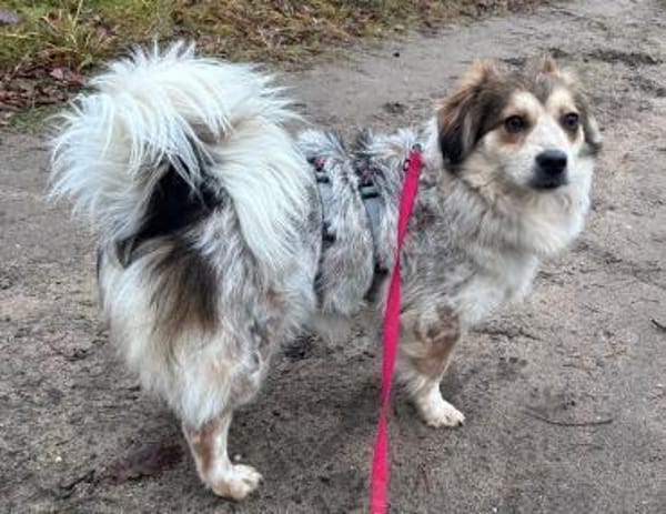 Mocca - freundlich, verträglich - in DE