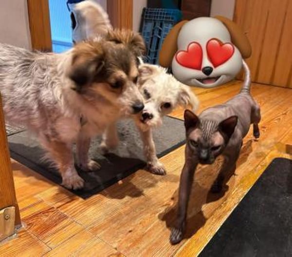 Mocca - freundlich, verträglich - in DE