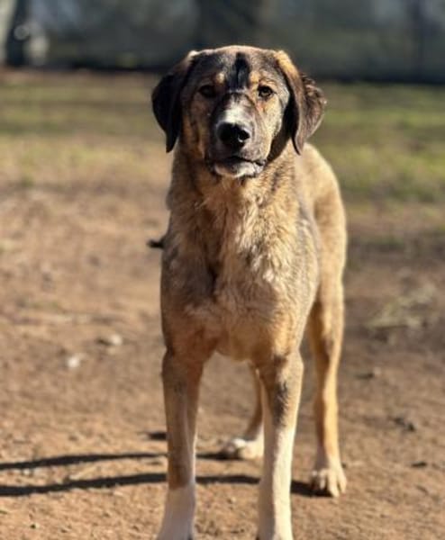 MARIA - liebes, schüchternes HSH-Mädchen