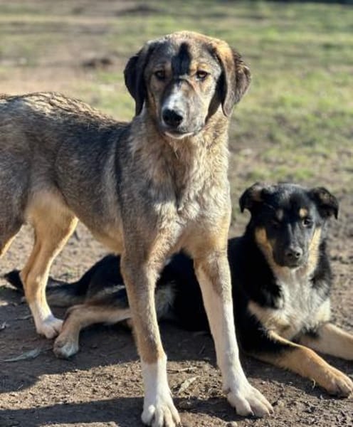 MARIA - liebes, schüchternes HSH-Mädchen
