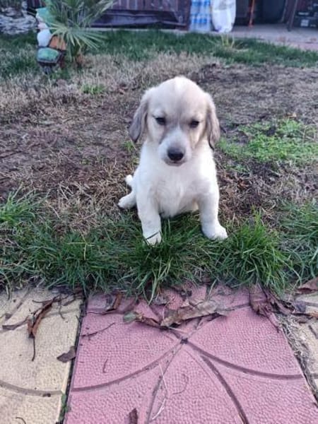 Lida sucht ein Zuhause