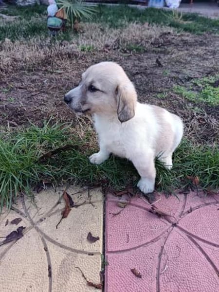 Lida sucht ein Zuhause