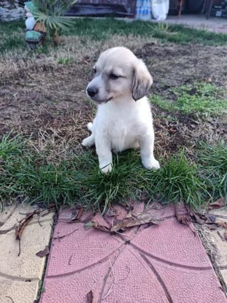 Lida sucht ein Zuhause