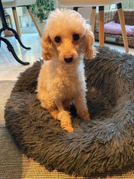 Level, zauberhafte Pudeldame geb. 2020