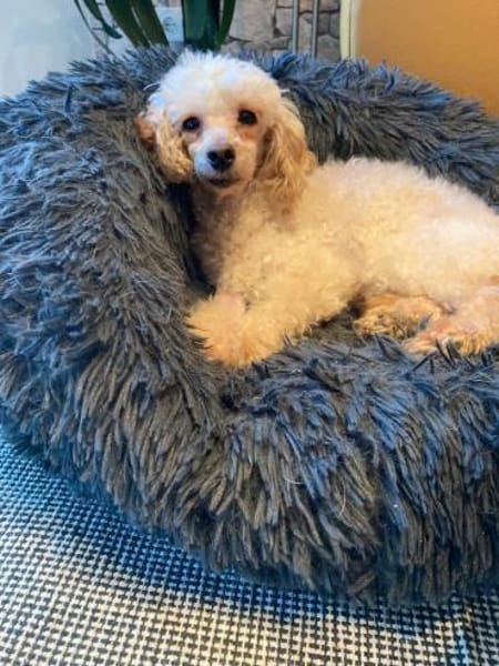 Level, zauberhafte Pudeldame geb. 2020